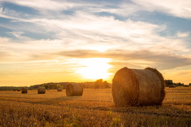 istock Evening landscape of straw bales against setting sun on the background 1301078884