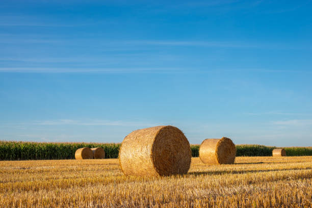 istock Straw bales on agricultural field 1301078907