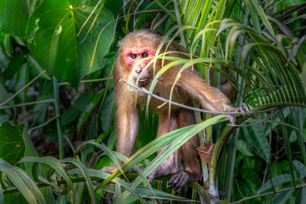 Stump-tailed macaque stock photo
