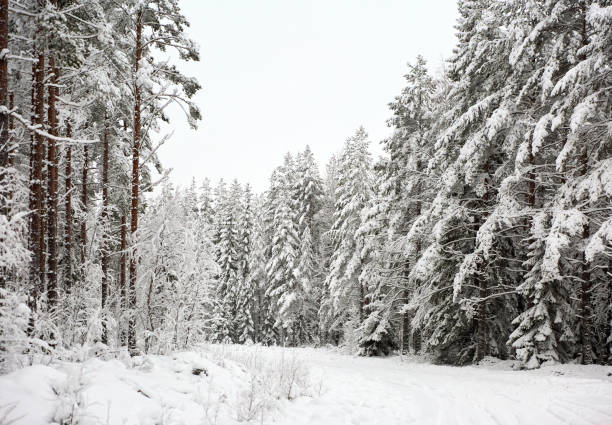 winter wonderland landschaft mit einer landstraße durch einen schneebedeckten wald - drivers point of view country road snowing blizzard stock-fotos und bilder