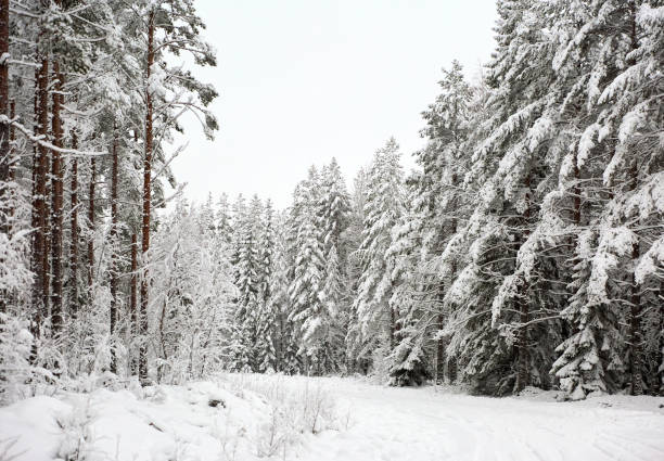 雪に覆われた森を通る田舎道を持つ冬のワンダーランドの風景 - drivers point of view country road snowing blizzard ストックフォトと画像