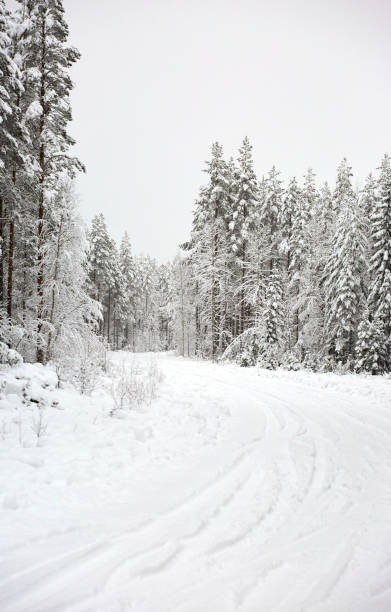 krajobraz zimowej krainy czarów z wiejską drogą przez ośnieżony las - drivers point of view country road snowing blizzard zdjęcia i obrazy z banku zdjęć