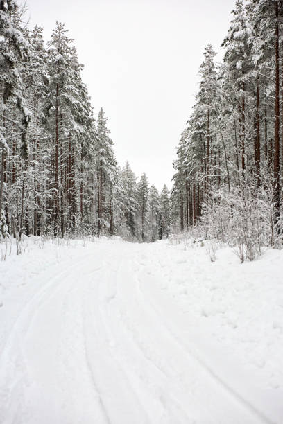雪に覆われた森を通る田舎道を持つ冬のワンダーランドの風景 - drivers point of view country road snowing blizzard ストックフォ�トと画像