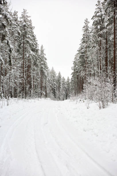 krajobraz zimowej krainy czarów z wiejską drogą przez ośnieżony las - drivers point of view country road snowing blizzard zdjęcia i obrazy z banku zdjęć