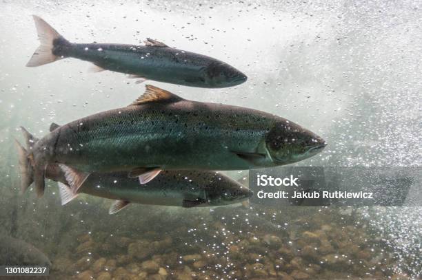 Salmon Swimming Against River Current Norway Stavanger Region Rogaland Ryfylke Scenic Route Salmon In These Rivers Is A Very Significant Part Of The Worldwide Stock Of Atlantic Salmon Stock Photo - Download Image Now