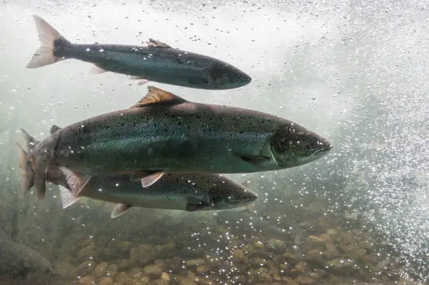 Photo of Salmon swimming against river current. Norway, Stavanger region, Rogaland, Ryfylke scenic route. Salmon in these rivers is a very significant part of the worldwide stock of Atlantic salmon.