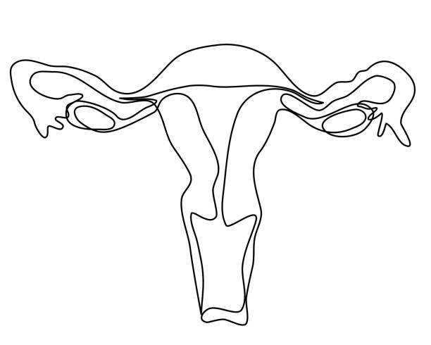 Female reproductive system of internal organs Continuous line drawing Vector illustration isolated Female reproductive system of internal organs Continuous line drawing Black on white Vector illustration isolated uterus stock illustrations