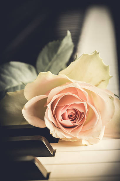 istock Pale pink rose on a piano keyboard, vintage style, vertical. 1301083889