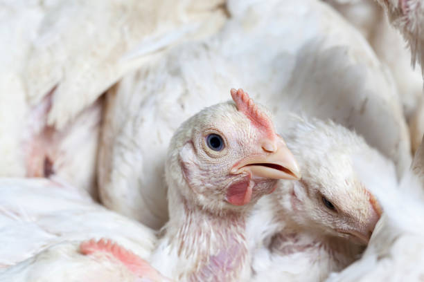 istock broiler breed of chicken 1301086208