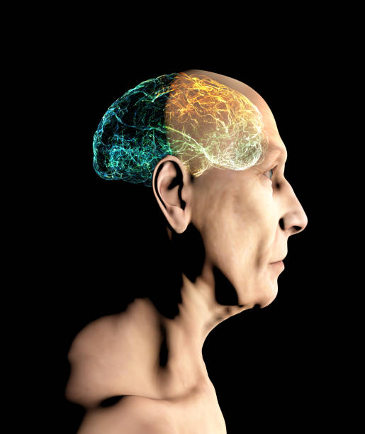 boczny widok mózgu starszego mężczyzny. neurony i synapsy. choroby zwyrodnieniowe, parkinson, alzheimer. - protein concentrate zdjęcia i obrazy z banku zdjęć