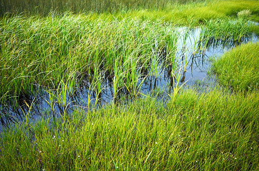 Green juicy grass and small blue water