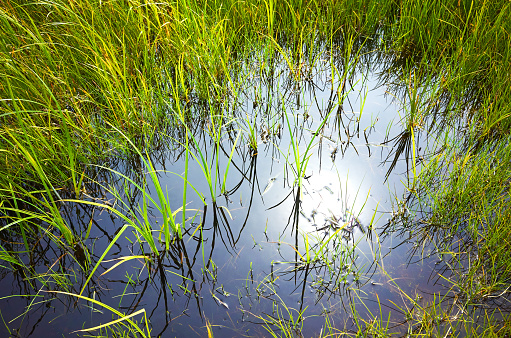 Green juicy grass and small blue lake water. Sun reflected in water surface