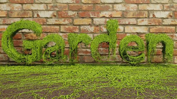 istock Garden green ivy text growing on brick wall background. 3d rendering 1301092427