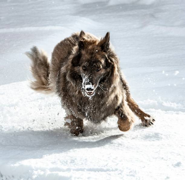 istock Snow Dog On A Snowy Day. 1301092491