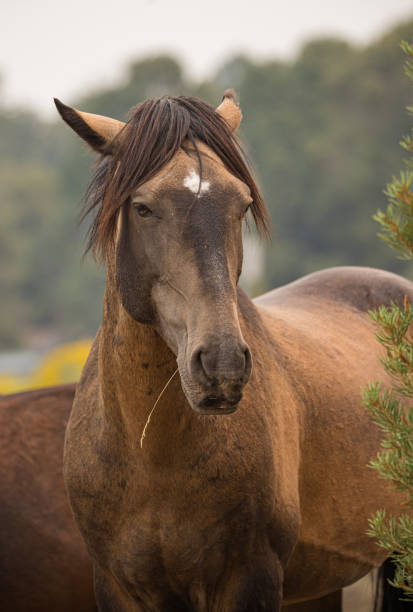 istock wild mustang horses in desert 1301093042