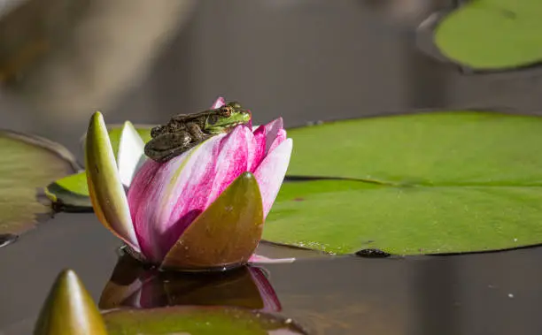 Photo of green bull frog sitting on pink water lily