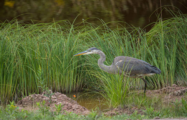 istock great blue heron hunting on shoreline 1301093065