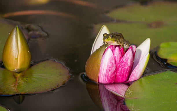 istock green bull frog sitting on pink water lily 1301093100