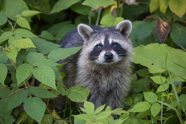 istock baby raccoon hiding in tree trunk 1301093150
