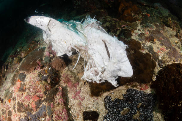 istock Dead, decomposing shark on a recently dynamite fished coral reef in Myanmar 1301093370