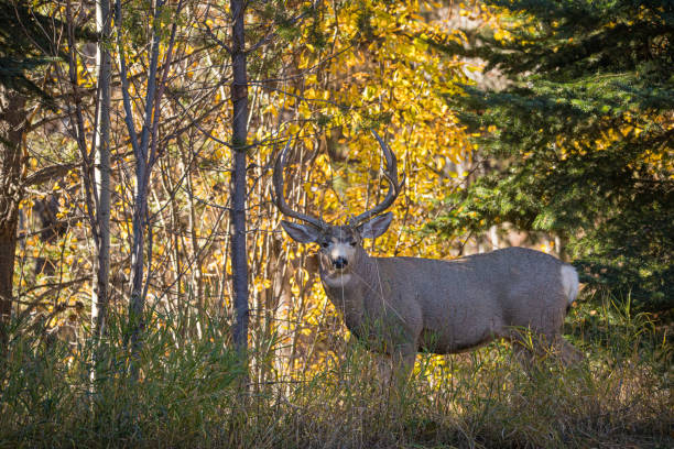 mule deer buck in fall leaves mule deer buck in fall leaves mule deer stock pictures, royalty-free photos & images