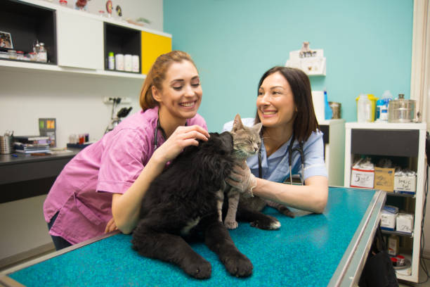 istock Vets examining dog and cat 1301093701