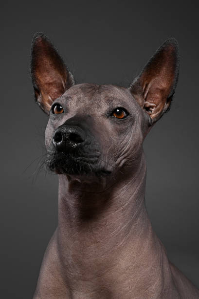 istock Xoloitzcuintle (Mexican Hairless Dog)   portrait close-up on  gray background 1301094807