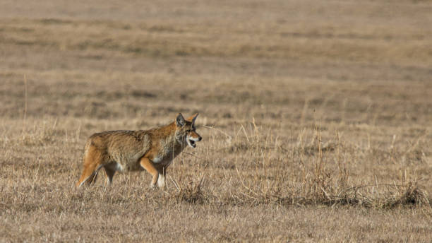 istock coyote with mouse hunting in field 1301095642