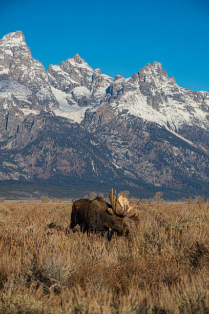 istock Bull moose in sage brush Tetons 1301095679