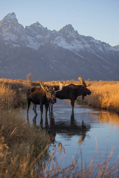 istock bull moose drinking in stream Tetons 1301095723