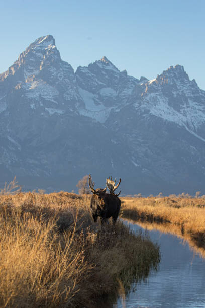 istock bull moose drinking in stream Tetons 1301095729