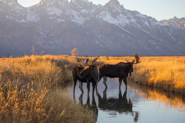 bull moose drinking in stream bull moose drinking in stream autumn sagebrush Teton mountains bull moose stock pictures, royalty-free photos & images