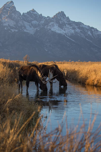 istock bull moose drinking in stream Tetons 1301095788