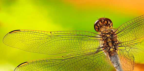 Dragonfly head, body and wing details from directly above against a vibrant green and yellow background