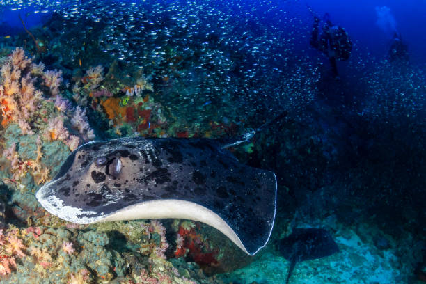 istock Huge Marble Ray on a tropical coral reef with background SCUBA divers 1301096918