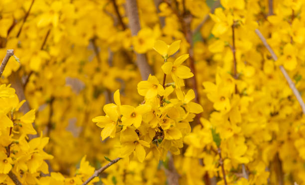Forsythia in the background of  yelllow flowers Forsythia in the background of  yelllow flowers forsythia garden stock pictures, royalty-free photos & images