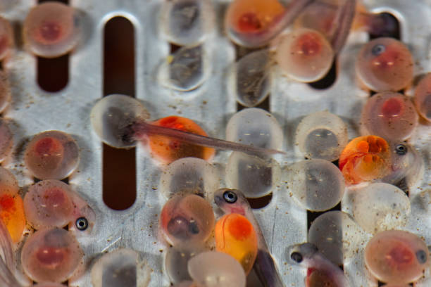 Fish spawn Fish spawn with hatching trout fish, eggs and empty eggs. aquaculture photos stock pictures, royalty-free photos & images