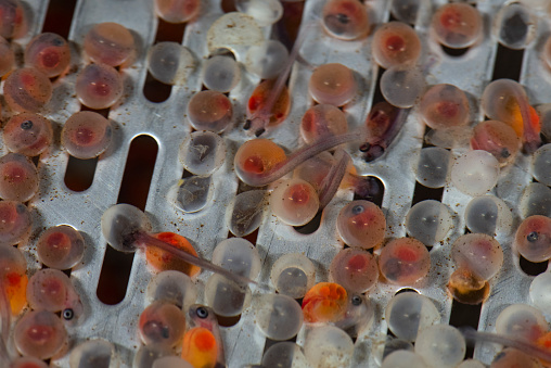 Fish spawn with hatching trout fish, eggs and empty eggs.