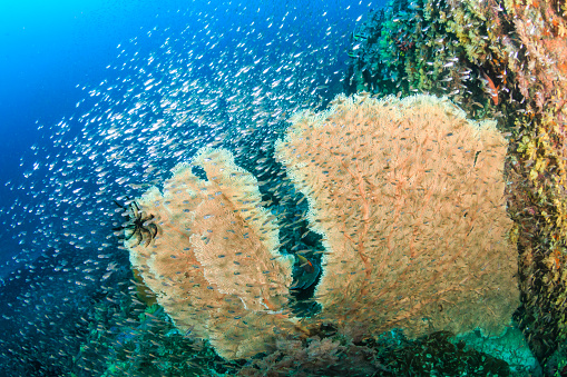An underwater scene in Boracay Island, Philippines. The image showcases old coral reef stone formations that resemble boulders with various wavy shapes. The water appears blue, with sunrays penetrating it. Additionally, a black urchin is visible in the frame.