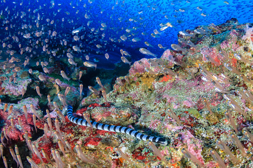 Banded Sea Snake on a colorful coral reef at Koh Bon, Similan Islands.