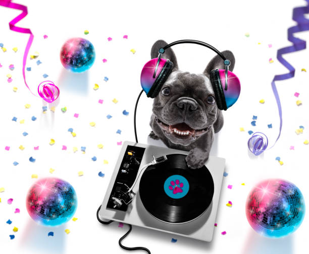 dj disco dancing music club party mirror ball french bulldog  dog playing music in a club with disco ball , isolated on white background, with vinyl record and scratching  turntable dance music photos stock pictures, royalty-free photos & images