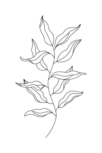 очертуйте декоративную ветвь дерева ивы с листьями. цветочный минималистский стиль линии искусства завода. ботанический элемент векторно� - ива вавилонская stock illustrations