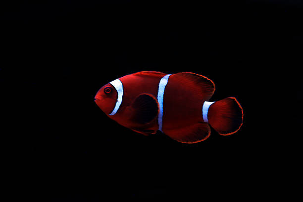 Premnas biaculeatus - Spine cheeked anemone clownfish