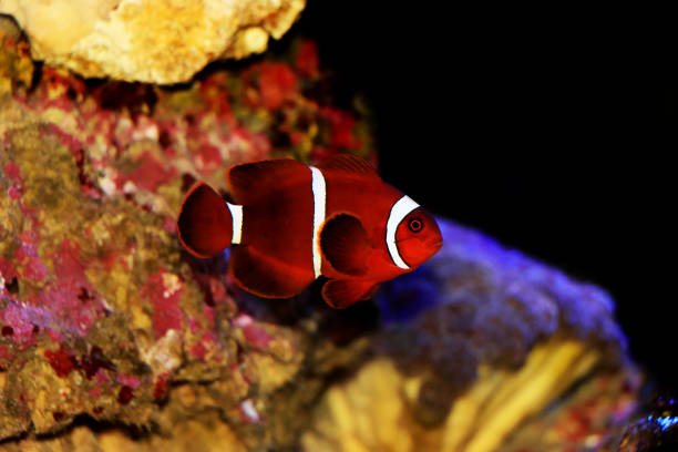 istock Premnas biaculeatus - Spine cheeked anemone clownfish 1301103945