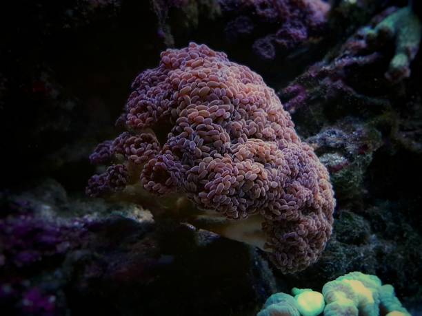 istock Euphyllia Cristata - Branched small hammer LPS coral 1301104678
