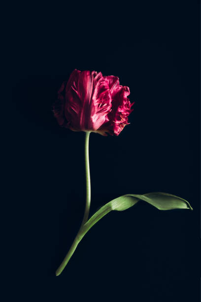 istock Bunch of Peony Style Tulip 1301107705