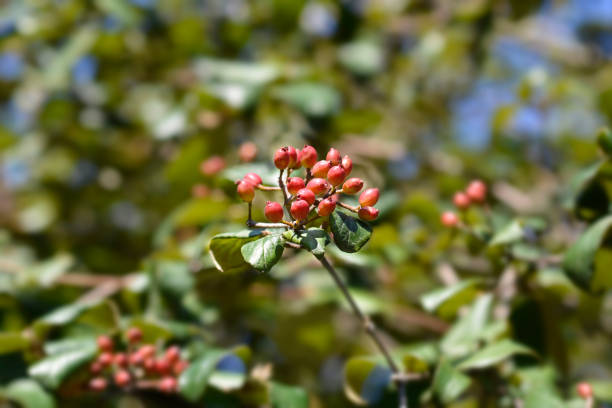 istock Korean spice viburnum 1301110293