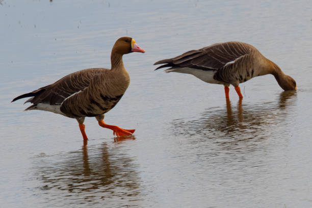 istock Greater White-fronted Goose, seen in the wild in North California 1301112365