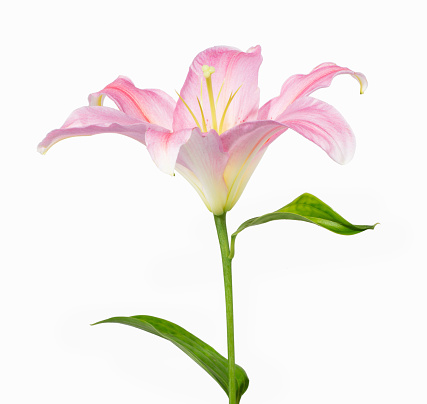 Pink lily flower on sunny spring day