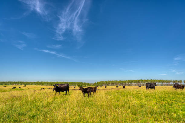 istock Black Angus cows graze on a green grass field 1301113455